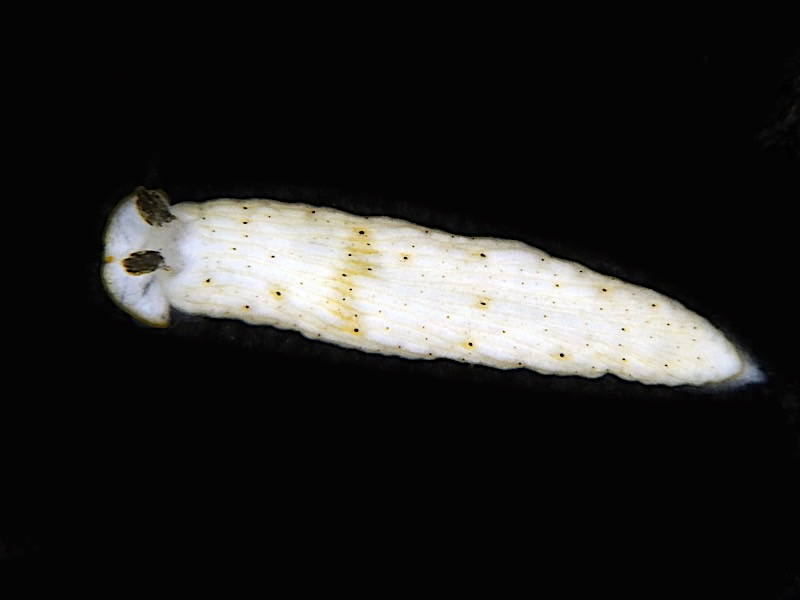 4149a